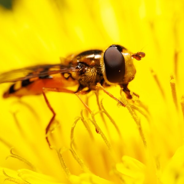 Hoverfly