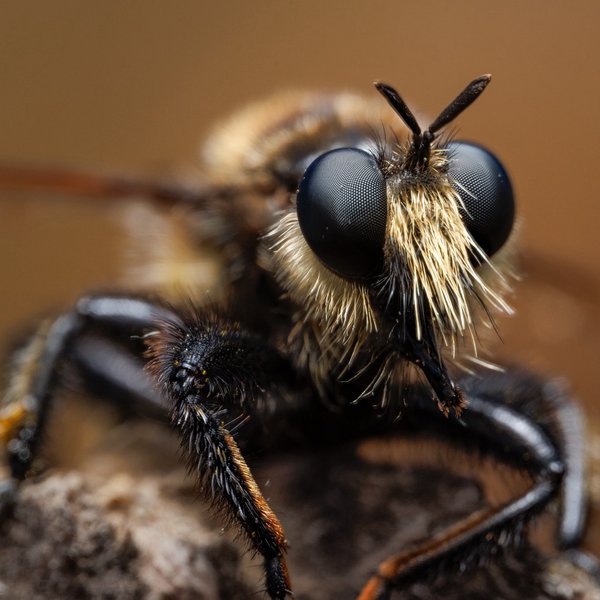 Robber Fly