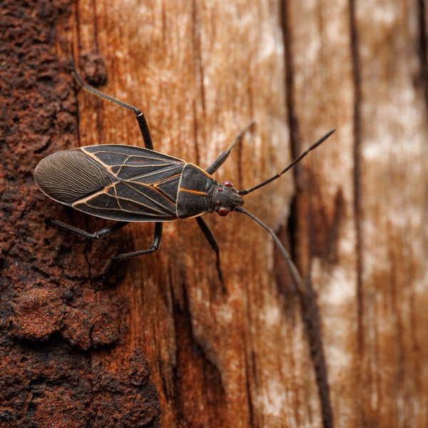 Western Boxelder Bug