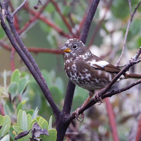 Fox Sparrow