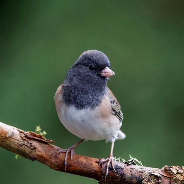 Dark-eyed Junco