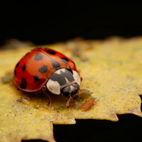 Lady Beetle