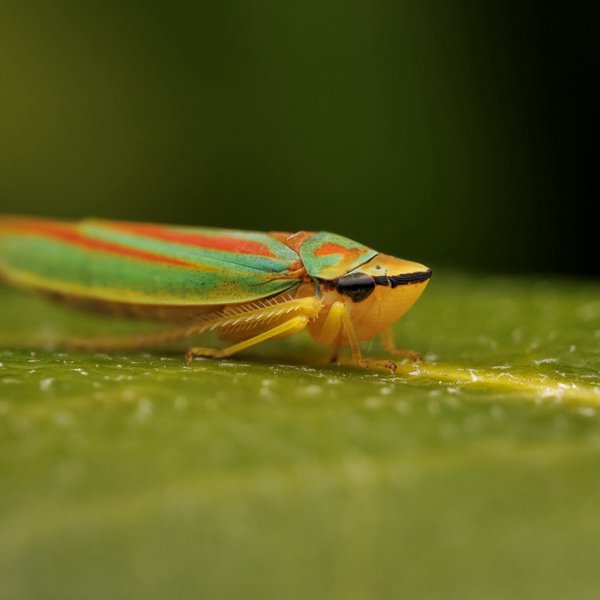 Leafhopper