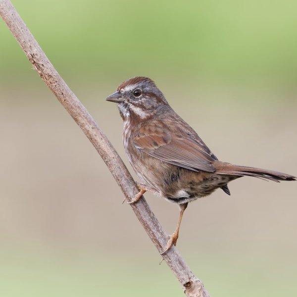 Song Sparrow