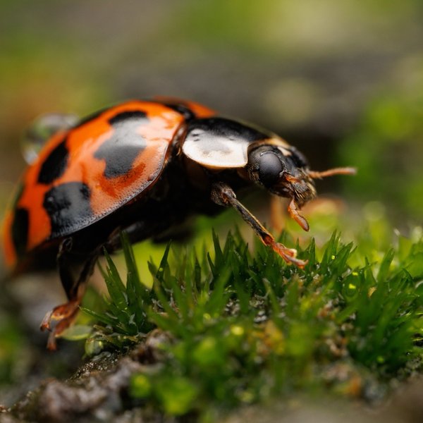 Lady Beetle