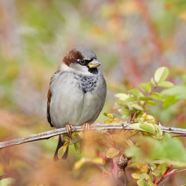 House Sparrow