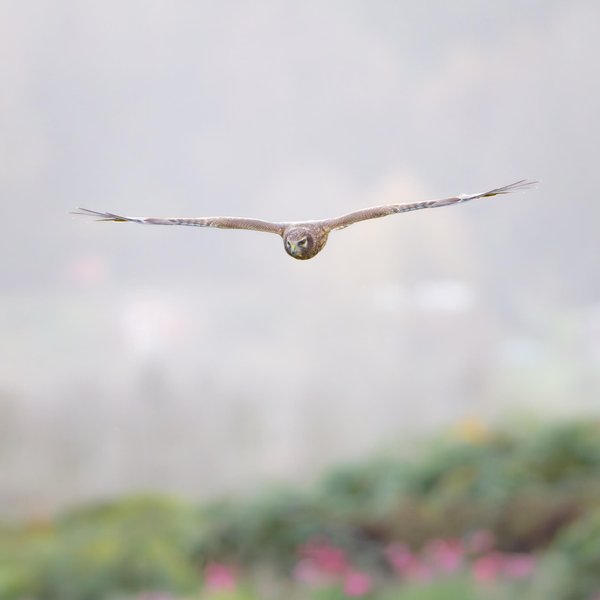 Northern Harrier