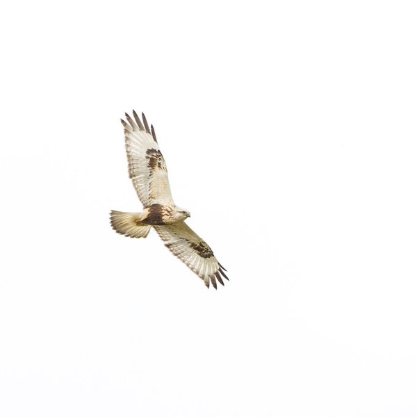 Rough-legged Hawk