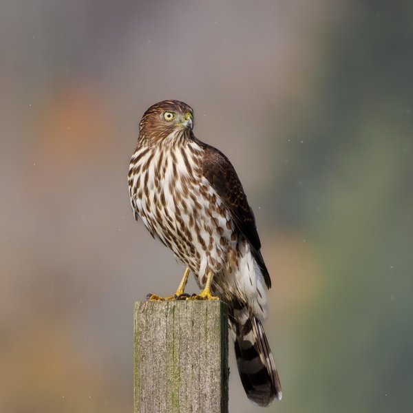 Cooper's Hawk