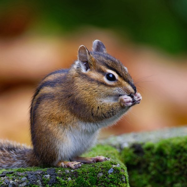 Townsend's Chipmunk