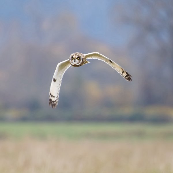Short-eared Owl