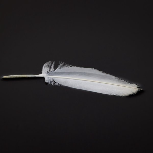 Swan Feather