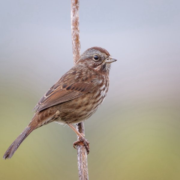 Song Sparrow