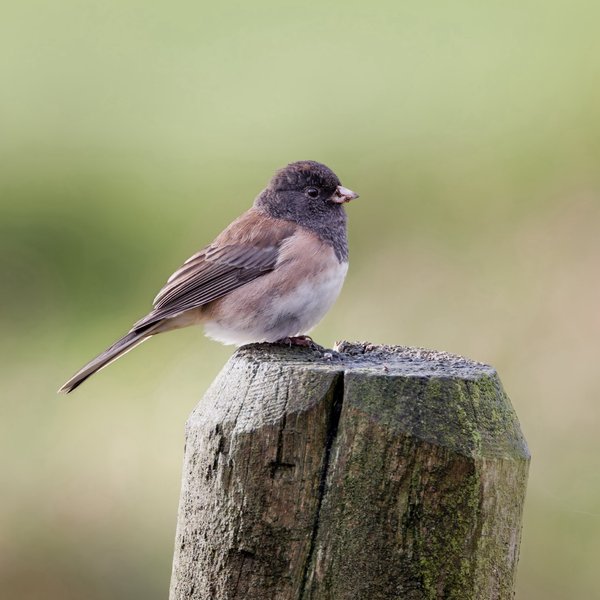 Dark-eyed Junco