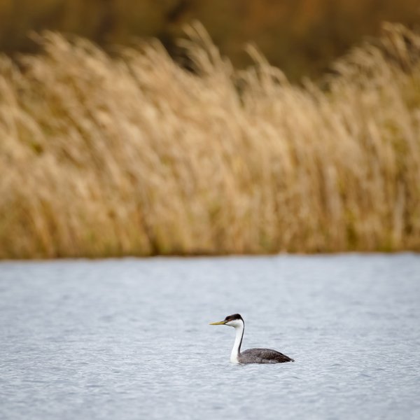 Western Grebe