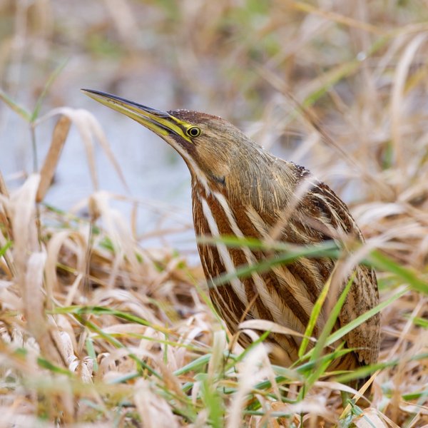 American Bittern
