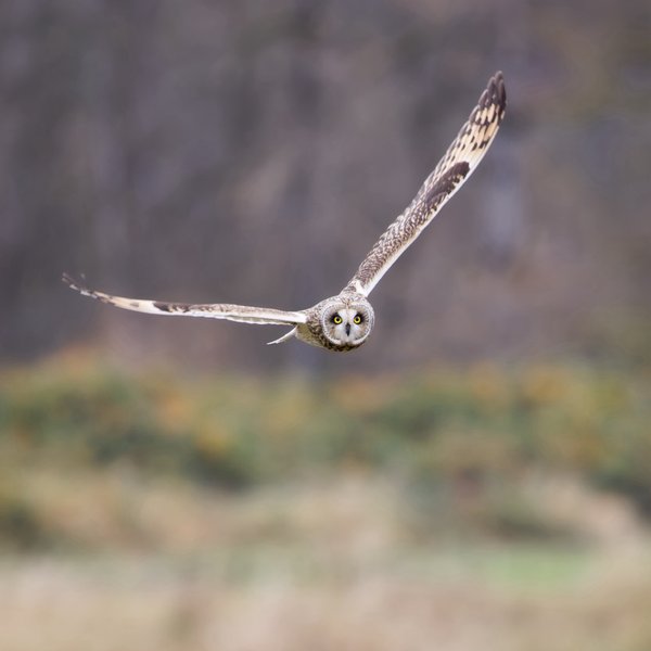 Short-eared Owl