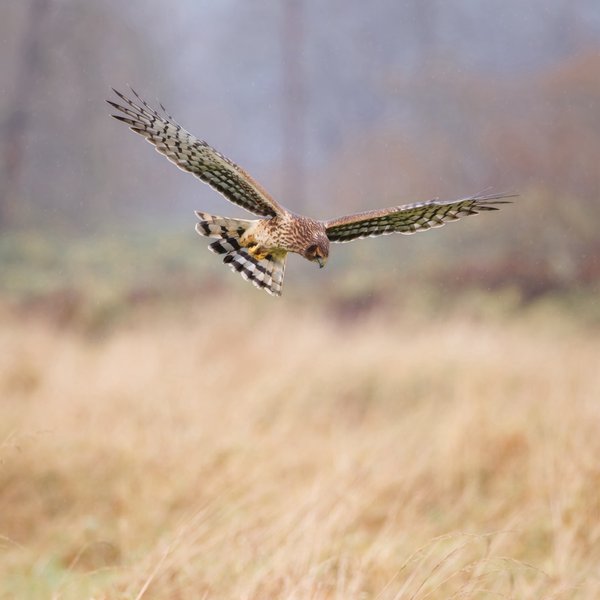 Northern Harrier