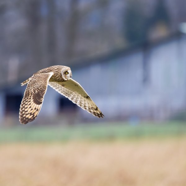 Short-eared Owl
