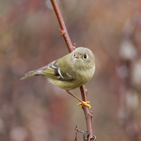 Ruby-crowned Kinglet