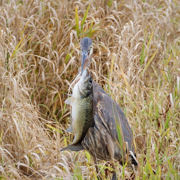 Great Blue Heron & Largemouth Bass