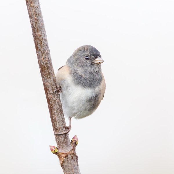 Dark-eyed Junco
