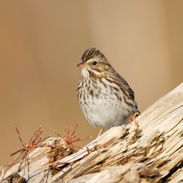 Savannah Sparrow