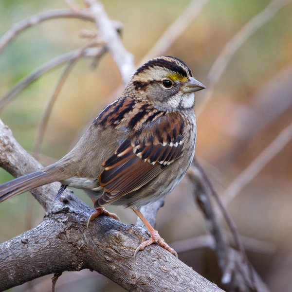 White-throated Sparrow