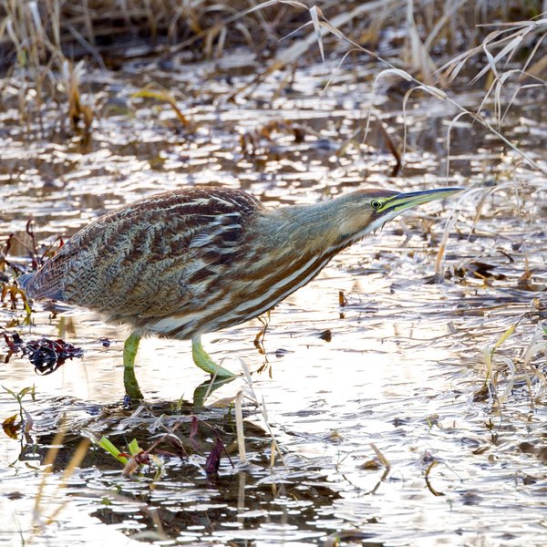 American Bittern