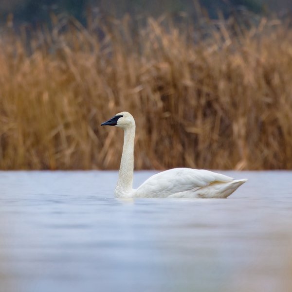 Trumpeter Swan