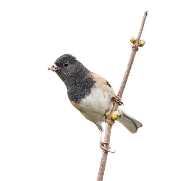 Dark-eyed Junco