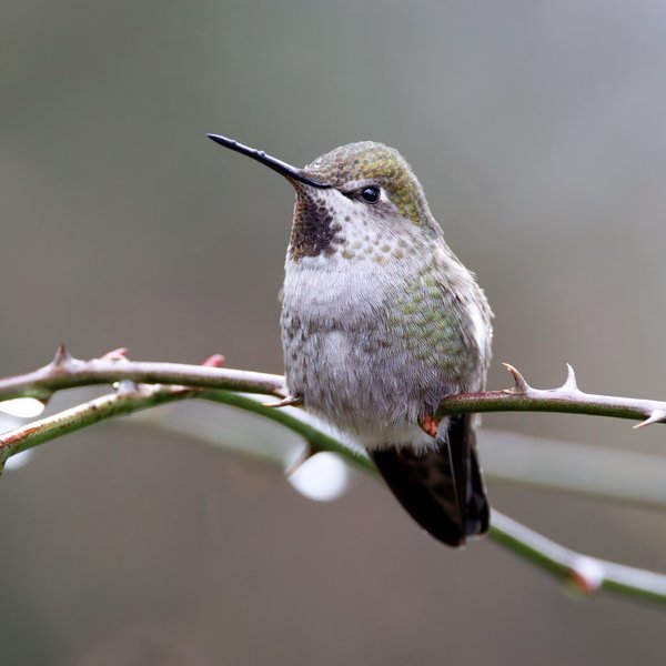 Anna's Hummingbird