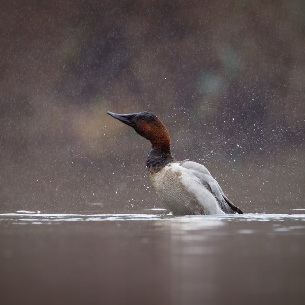Canvasback