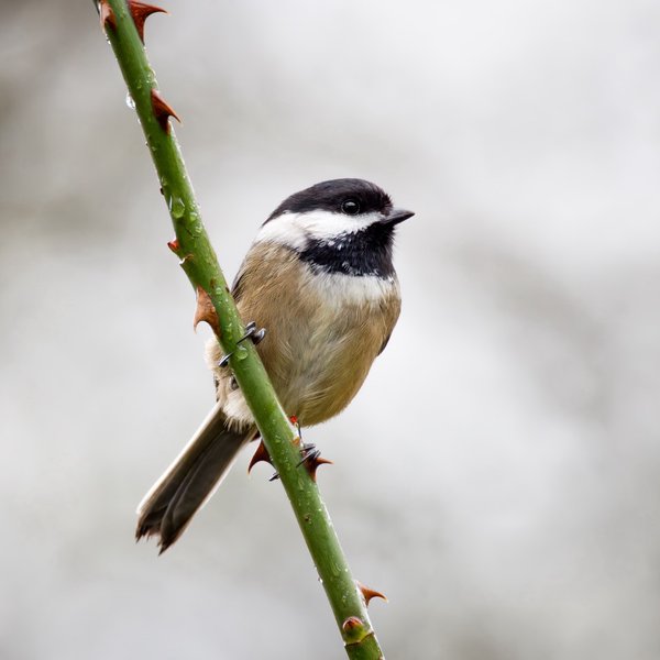 Black-capped Chickadee
