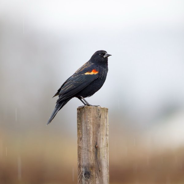 Red-winged Blackbird