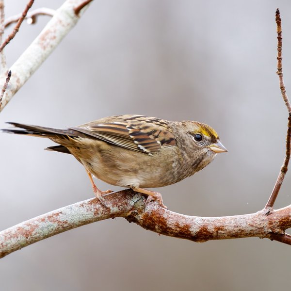 Golden-crowned Sparrow