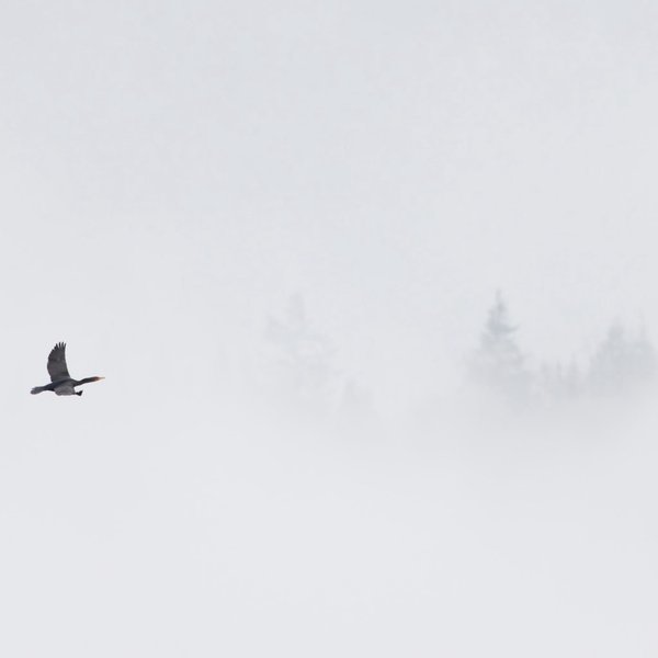 Double-crested Cormorants