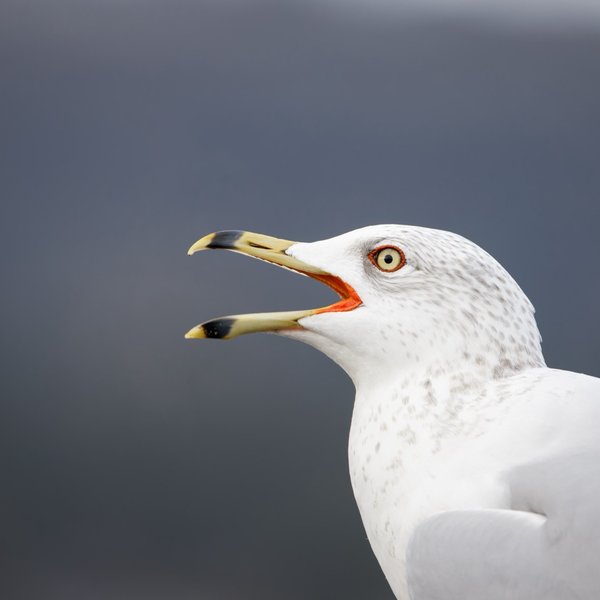 Ring-billed Gull