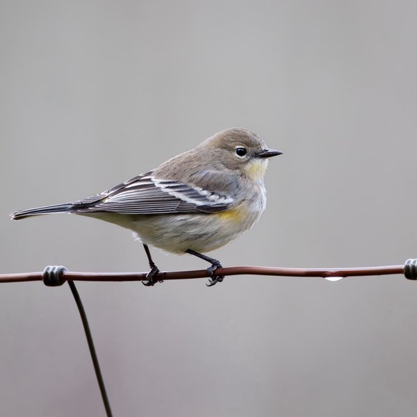 Yellow-rumped Warbler