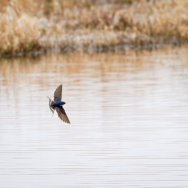 Barn Swallow