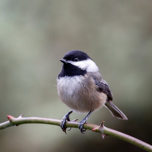 Black-capped Chickadee