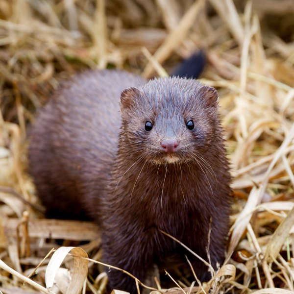 American Mink