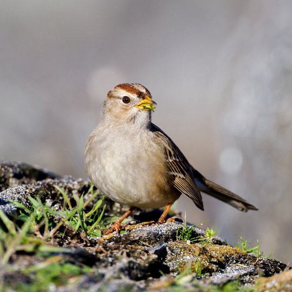 White-crowned Sparrow