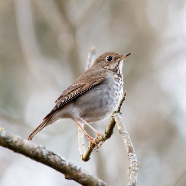 Hermit Thrush