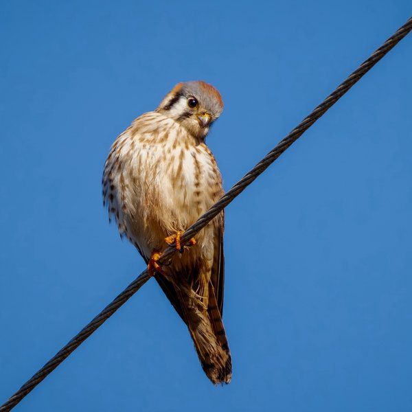 American Kestrel