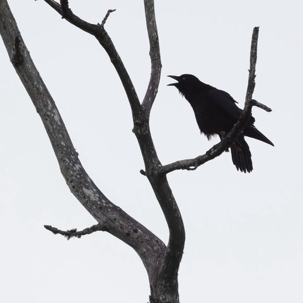 American Crow