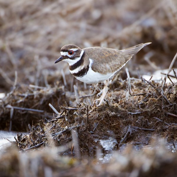 Killdeer