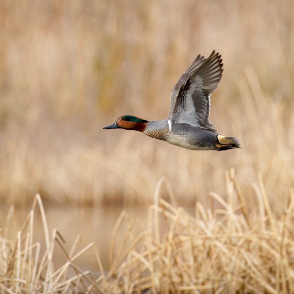 Green-winged Teal