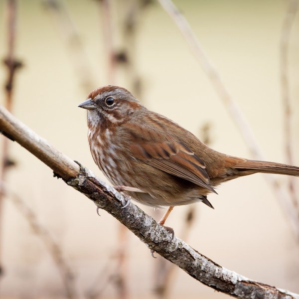 Song Sparrow