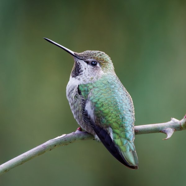 Anna's Hummingbird
